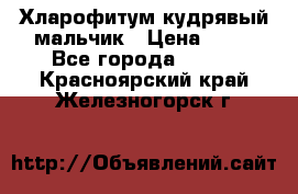 Хларофитум кудрявый мальчик › Цена ­ 30 - Все города  »    . Красноярский край,Железногорск г.